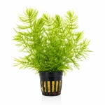 Ceratophyllum demersum - rogatek