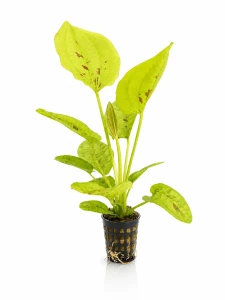 Echinodorus Yellow Sun