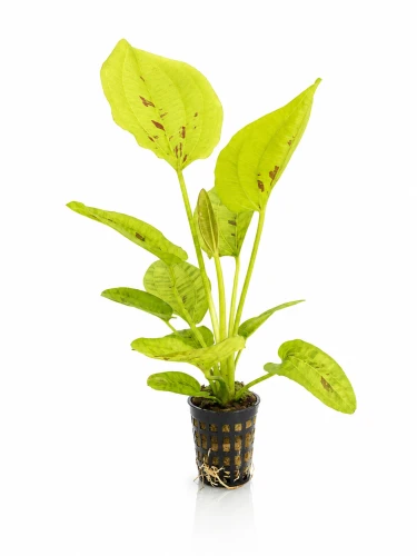 Echinodorus Yellow Sun.jpg