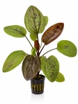 Echinodorus Chocolate Marble