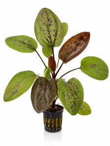 Echinodorus Chocolate Marble
