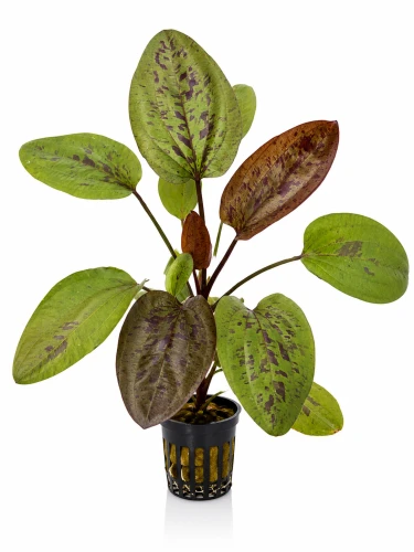 Echinodorus Chocolate Marble.jpg