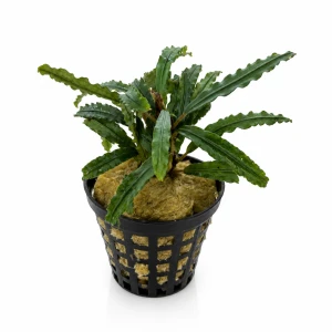 Bucephalandra Velvet (2 sadzonki)