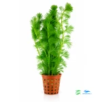 Cabomba aquatica