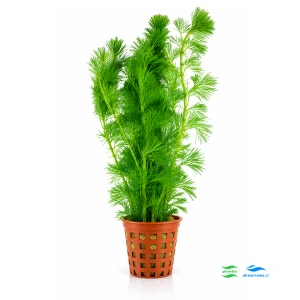Cabomba aquatica