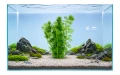 Cabobma aquatica 2.jpg