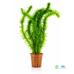 Elodea densa Moczarka