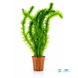 Elodea densa Moczarka