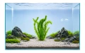 elodea densa 2.jpg