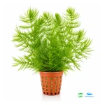 Ceratophyllum demersum - rogatek