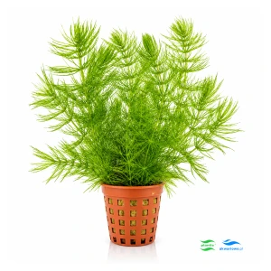 Ceratophyllum demersum - rogatek