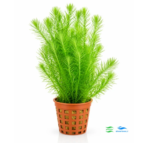 Mayaca fluviatilis 1.jpg