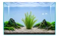 Mayaca fluviatilis 2.jpg