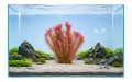 rotala wallichii 2.jpg