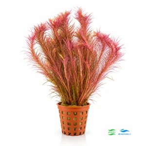 Rotala Wallichii