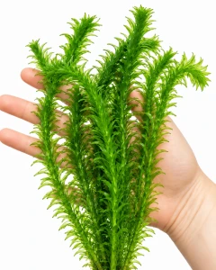 Elodea densa Moczarka - gałązki
