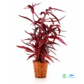 Alternanthera rubra 1.jpg