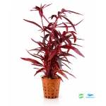Alternanthera rubra
