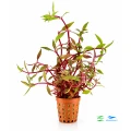 Alternanthera lilacina 1.jpg