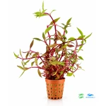 Alternanthera lilacina