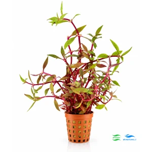 Alternanthera lilacina