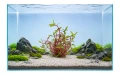Alternanthera lilacina 2.jpg