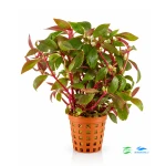 Alternanthera reinecki