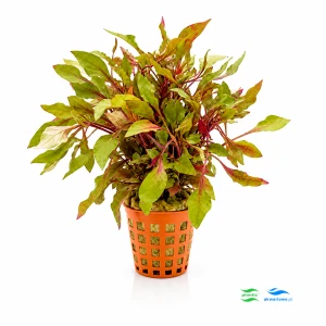 Alternanthera colorata red