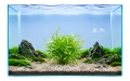 Alternanthera  colorata green narrow 2.jpg