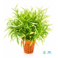 Alternanthera colorata green narrow 1.jpg