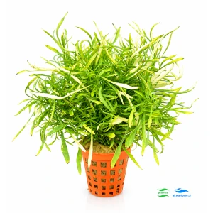 Alternanthera colorata green narrow