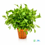 Alternanthera colorata green