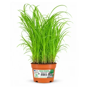 Kocia Trawka doniczka 10 cm Cyperus Zumula