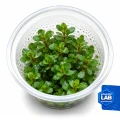 INV Ammania bonsai.jpg