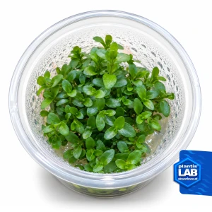 Bacopa Cardinalis invB