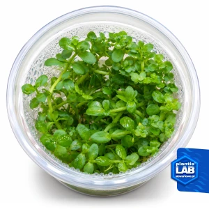 Bacopa Monnieri invB