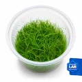 INV Eleocharis parvula.jpg