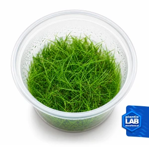 Eleocharis parvula invB