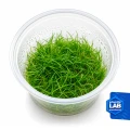 INV Eleocharis sp mini.jpg