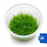 Eleocharis sp.mini invB