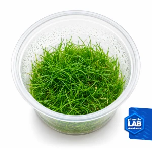 Eleocharis sp.mini invB