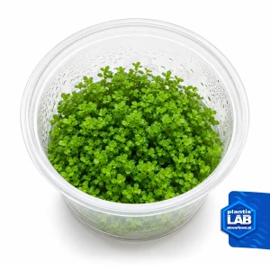Hemianthus cuba invB