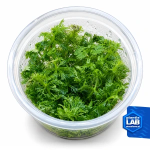 Limnophila sessiliflora invB