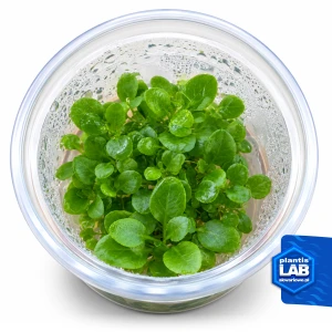 Lobelia sp. mini invB