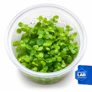 Lysimachia invB