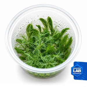 Myriophyllum elatinoides snowflake invB