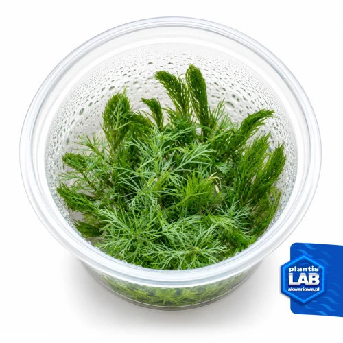INV Myriophyllium elatinoides snowflake.jpg