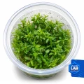 INV Pogostemon yatabeanus.jpg