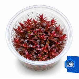 Rotala Blood Red invB