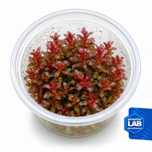 Rotala Cherry Red invB